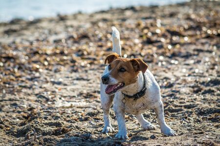 jack russell terrier plays on the beach in summerの写真素材