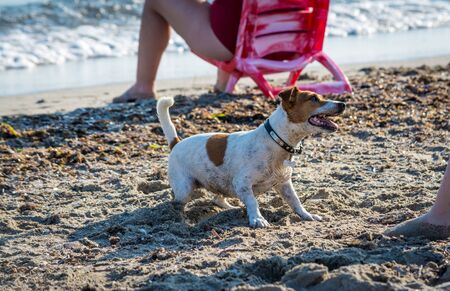 jack russel dog  playing on the beach in summer morningの写真素材