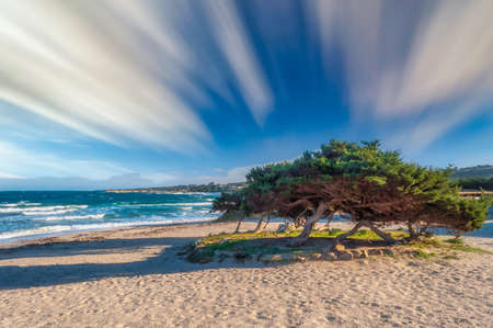 seascape with tree on the beach in a sunny day with long exposure skyの写真素材