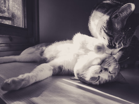 two cats playing and cuddling in black and white