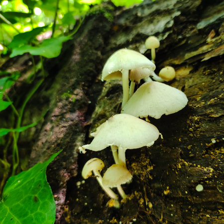 closeup on small mushrooms in the woodsの写真素材