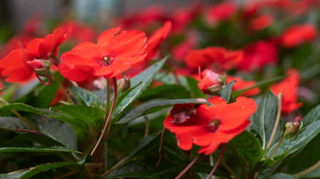 Impatiens walleriana. Red impatiens flower blossom. Macro, close up.の写真素材