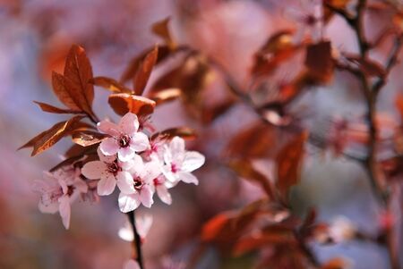 cherry-treeの写真素材