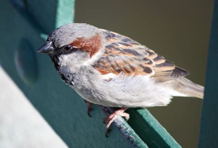 sitting sparrowの写真素材