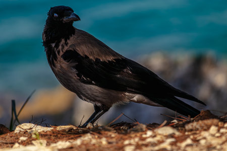 Black and white hooded crow with shining eye on beach at Seaの写真素材