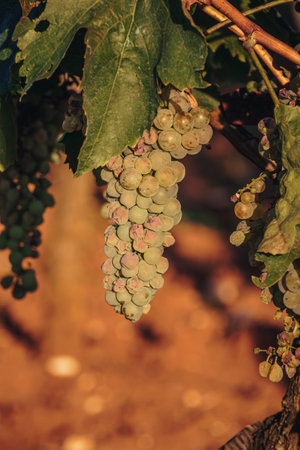 Ripe white grape on the vine ready to eat or harvest for wine Croatiaの写真素材
