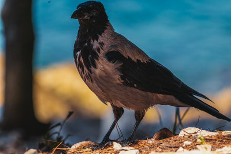 Black and white hooded crow with shining eye on beach at Seaの写真素材