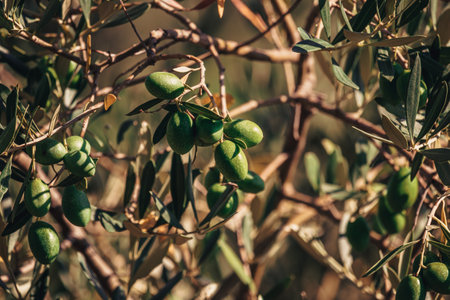 Young green olives on the olive tree in Croatiaの写真素材