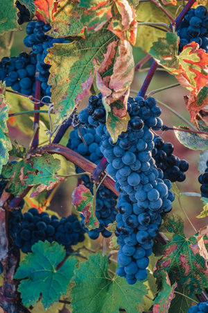 Ripe Cabernet grapes on vine growing in a vineyard at sunset time, Croatia