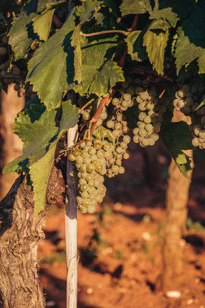 Ripe white grape on the vine ready to eat or harvest for wine Croatiaの写真素材