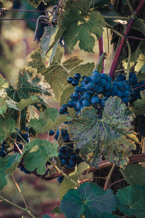 Ripe Cabernet grapes on vine growing in a vineyard at sunset time, Croatiaの写真素材