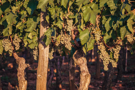 Ripe white grape on the vine ready to eat or harvest for wine Croatiaの写真素材