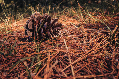 cedar cone on the forest floor with, whole and open, in the warm season.の写真素材