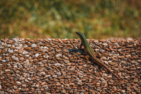 green small lizard on pebble ground in Croatiaの写真素材