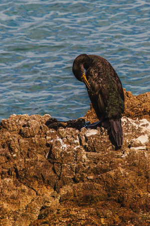 Cormorants sunbathing on the rocks on a deserted coast in the Porec Croatiaの写真素材