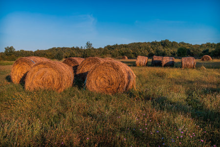 Rounded Hay Bale In Front Of Blue Sky, Hay Bale, Hay Bales, Rounded Hay Balesの写真素材