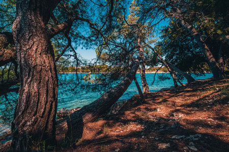 Croatia - beautiful Mediterranean coast landscape in Istria. Porec Adriatic Sea.の写真素材