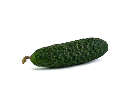 Fresh green gherkin cucumber with on white background.の写真素材
