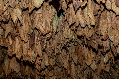 Cut tobacco and tobacco leavesの写真素材