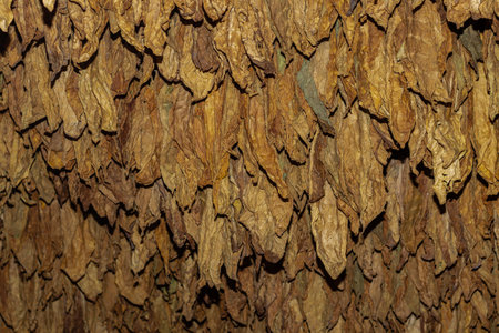 Cut tobacco and tobacco leavesの写真素材