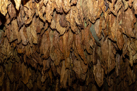 Cut tobacco and tobacco leavesの写真素材