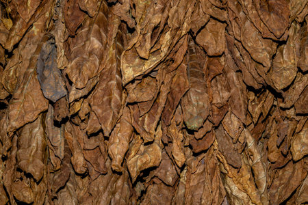 Cut tobacco and tobacco leavesの写真素材