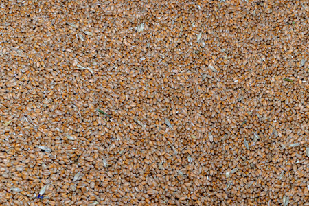 wheat bean drying in a yard - Sun-dried wheat - natural wheat dryingの写真素材