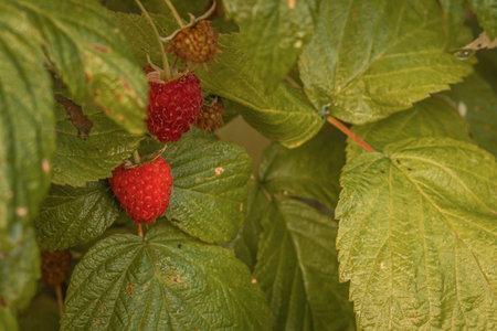 ripe raspberries in a garden on a green backgroundの写真素材