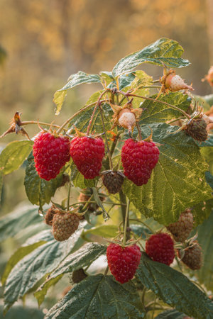 ripe raspberries in a garden on a green backgroundの写真素材
