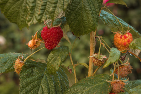 ripe raspberries in a garden on a green backgroundの写真素材
