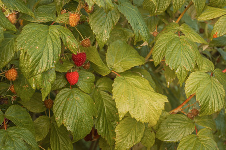 ripe raspberries in a garden on a green backgroundの写真素材