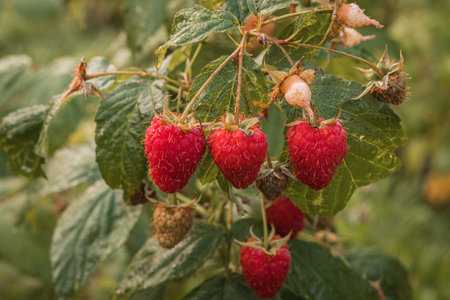 ripe raspberries in a garden on a green backgroundの写真素材