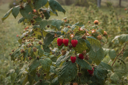 ripe raspberries in a garden on a green backgroundの写真素材