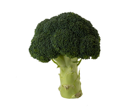Fresh green broccoli on a white background isolationの写真素材