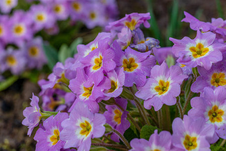 Spring flowers. Blooming primrose or primula flowers in a gardenの写真素材