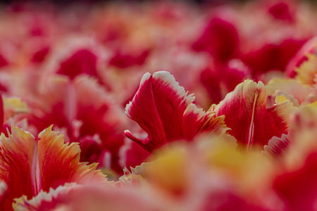 Tulips close up. Spring garden plants. Selective soft focus High quality photoの写真素材