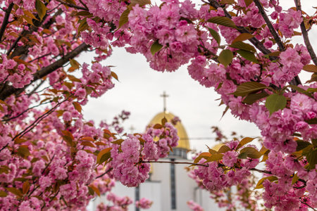 Branch of blossoming sakura on the background of the church High quality photoの写真素材
