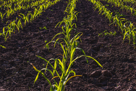 Small corn grow in a field in black soil. Beautiful sprouts grow in an field.