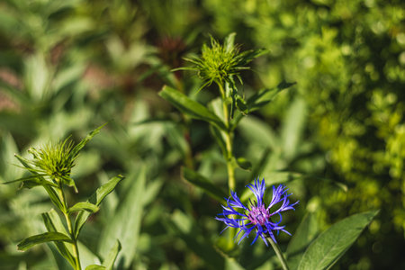 Close up of pretty soft blue cornflower bloom with soft bokeh backgroundの写真素材