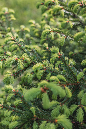 Beautiful green fir tree branches close up. Christmas and winter concept.