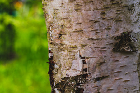 Birch close-up as a background. bark as a concept of birch sap.