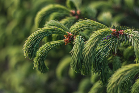 Background from Christmas tree branches Christmas Holiday cardの写真素材