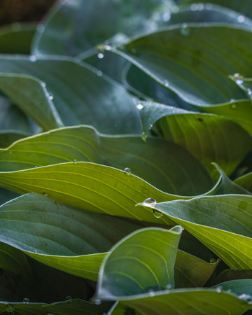 Fresh garden leaves lily valley organic gardening decorationの写真素材
