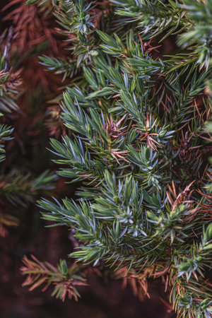 Landscaping of various conifers, trees and shrubs in the park. Photoの写真素材