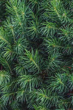 Landscaping of various conifers, trees and shrubs in the park. Photoの写真素材