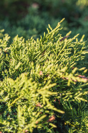 Landscaping of various conifers, trees and shrubs in the park. Photoの写真素材