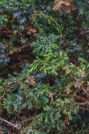 Landscaping of various conifers, trees and shrubs in the park. Photoの写真素材