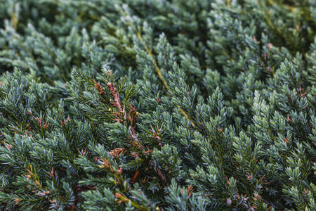 Landscaping of various conifers, trees and shrubs in the park. Photoの写真素材