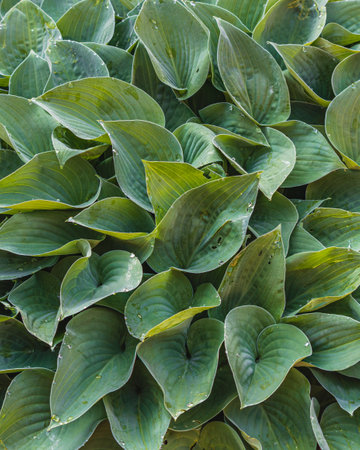 Fresh garden leaves lily valley organic gardening decorationの写真素材