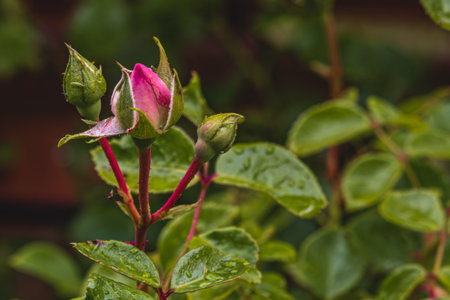 Pink rose bud with dew drops early morning in the gardenの写真素材